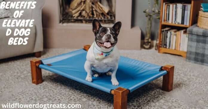 Benefits of Elevated Dog Beds