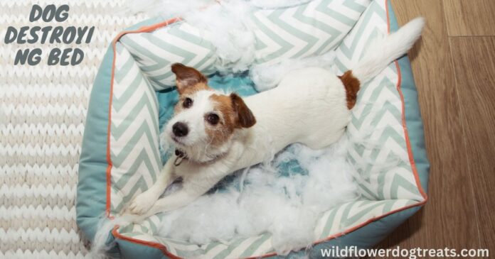 Dog Destroying Bed