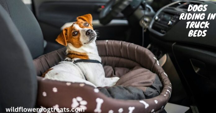 Dogs Riding in Truck Beds