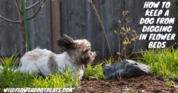Preventing Dogs from Digging in Flower Beds.