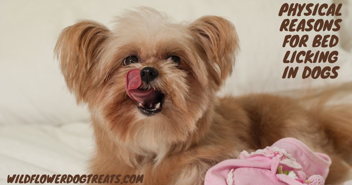 Reasons Why Dogs Lick Their Bed (2)