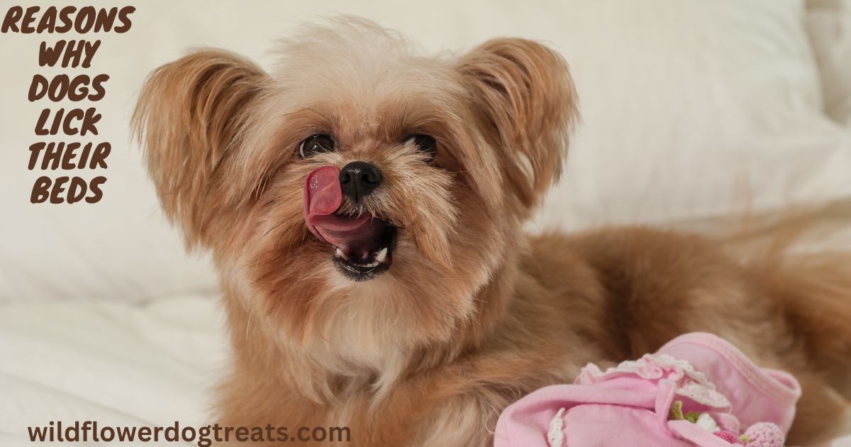 Reasons Why Dogs Lick Their Beds