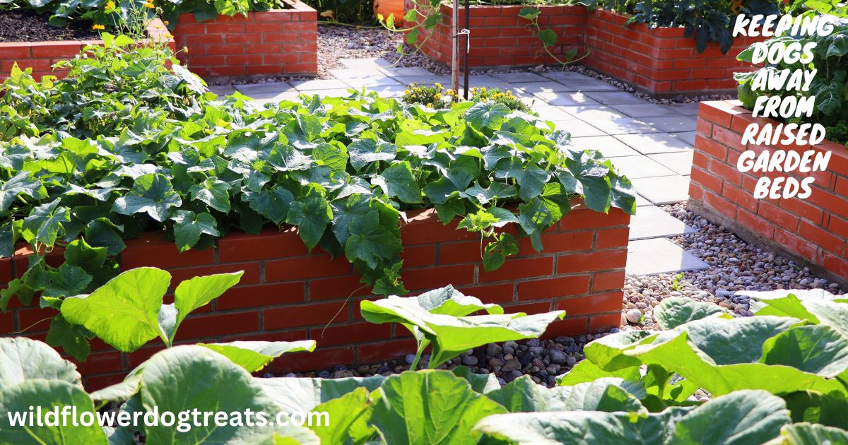 Keeping Dogs Away from Raised Garden Beds