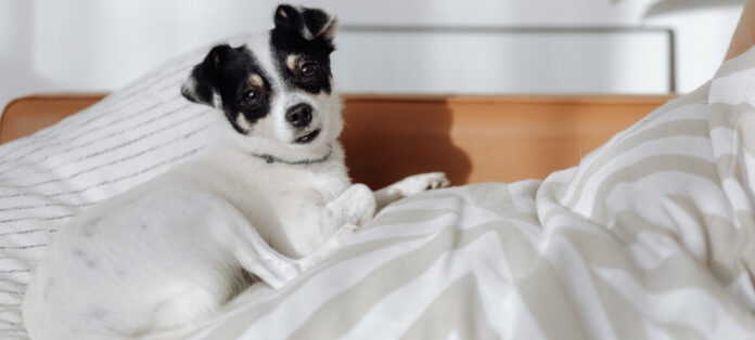 Why Does a Dog Pee in Your Bed